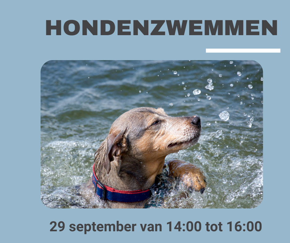 hondenzwemmen 2024